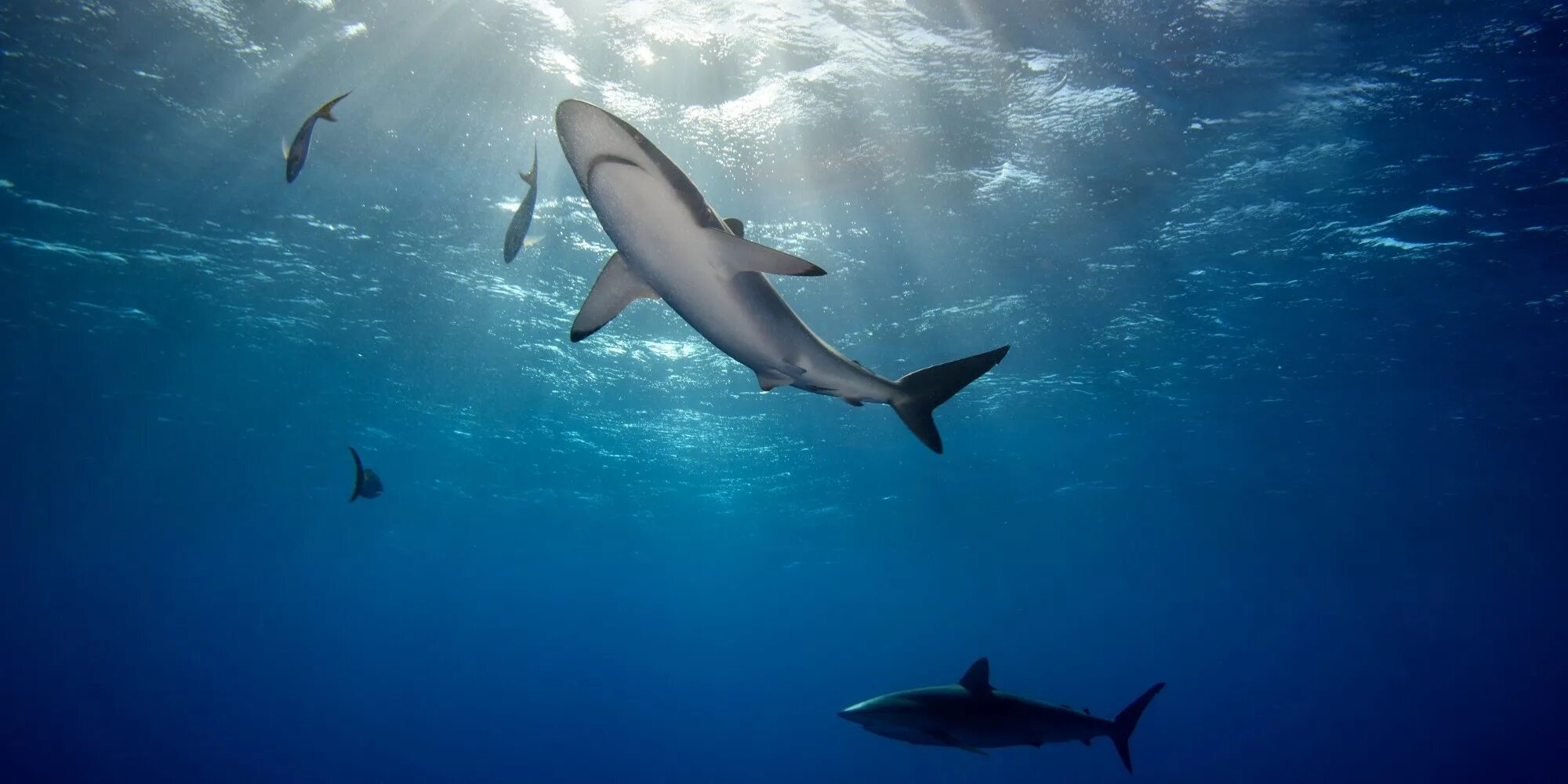 Большая белая акула. Акула под водой. Дайвинг с акулами. Акула в море. Плавать с акулами.