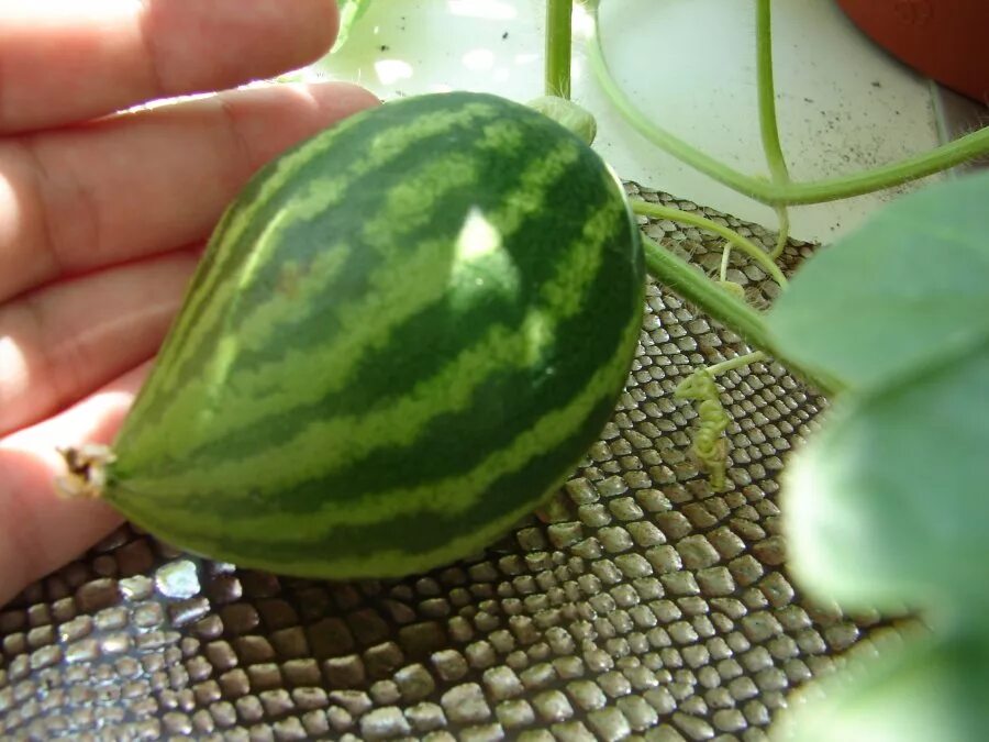 арбуз дома в горшке. домашние арбузы. арбуз на подоконнике. арбуз в горшке. арбуз огонек на балконе.