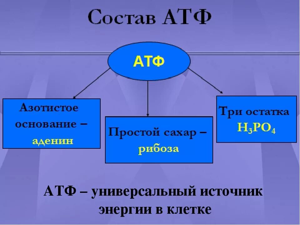 1 строение атф. АТФ биология 10 класс. АТФ состав и строение. Что такое АТФ В биологии 8 класс. АТФ хим структура.