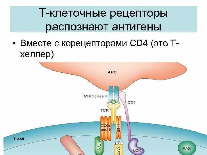 Рецепторы клеток. Клеточный Рецептор. Строение в клеточного рецептора. T клеточный Рецептор.