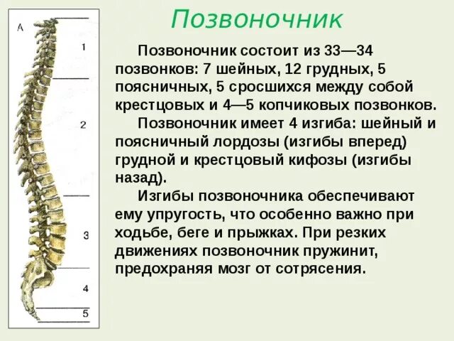 Позвонки каких отделов позвоночника сросшиеся