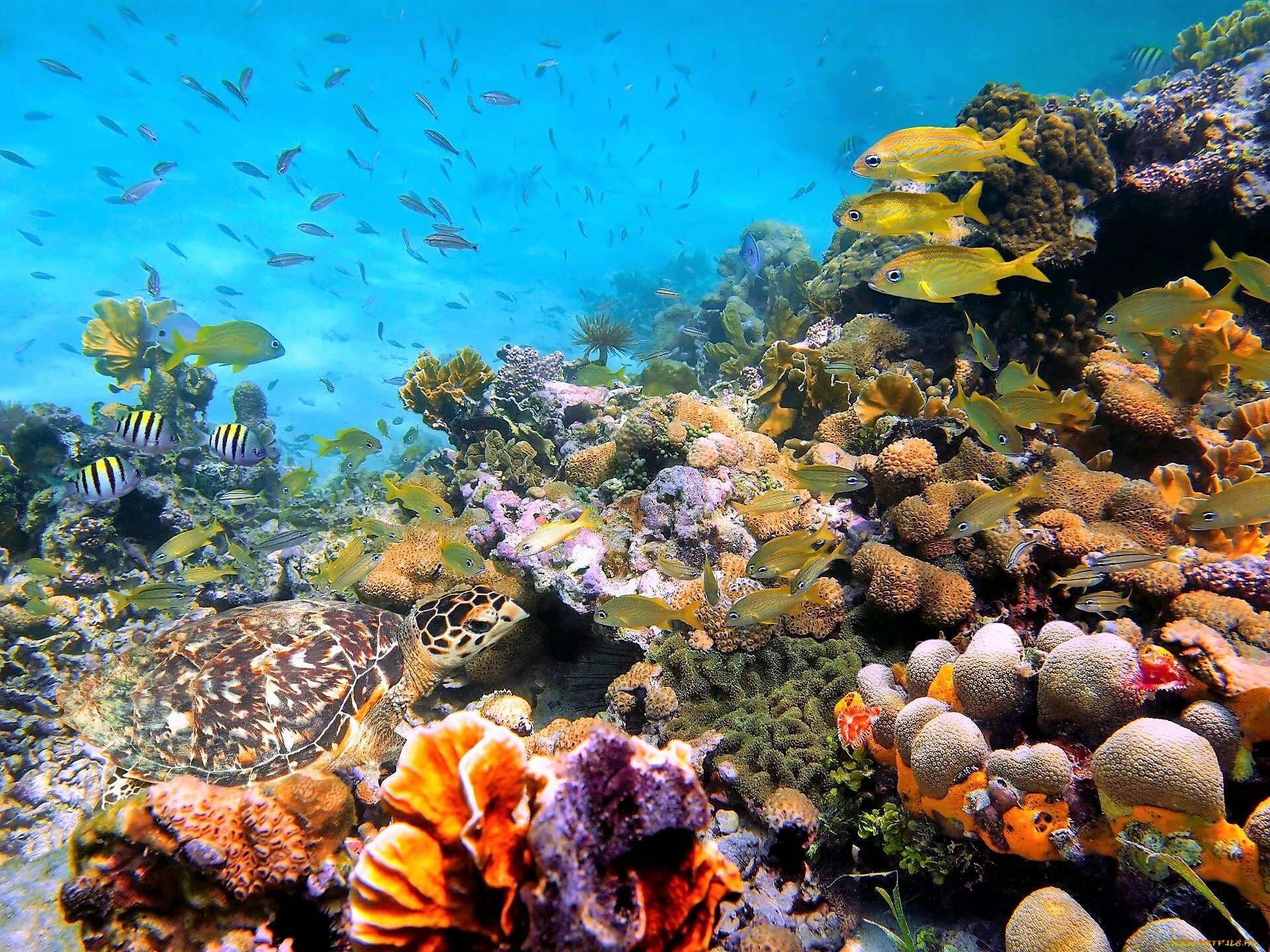 Животные кораллового рифа. Морской парк на рифах Туббатаха. Туббатаха риф черепаха. Риф Туббатаха Филиппины. Риф Шарм-Эль-Шейх.