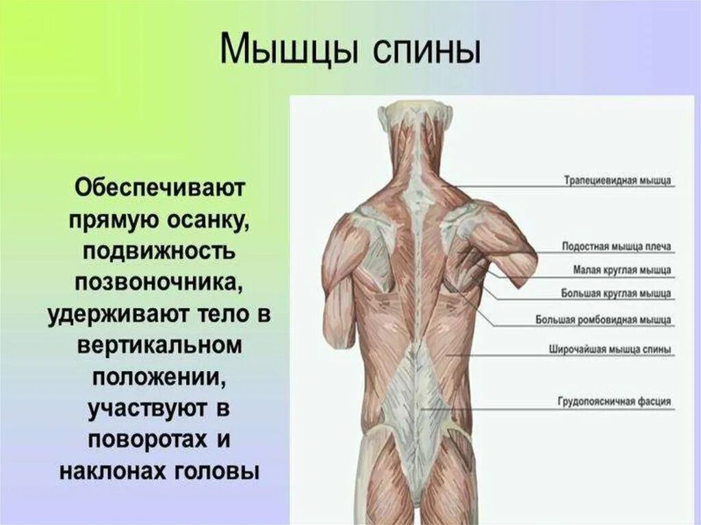Мышцы спины строение и функции анатомия. Функции мышц спины человека. Мышечная система спины.