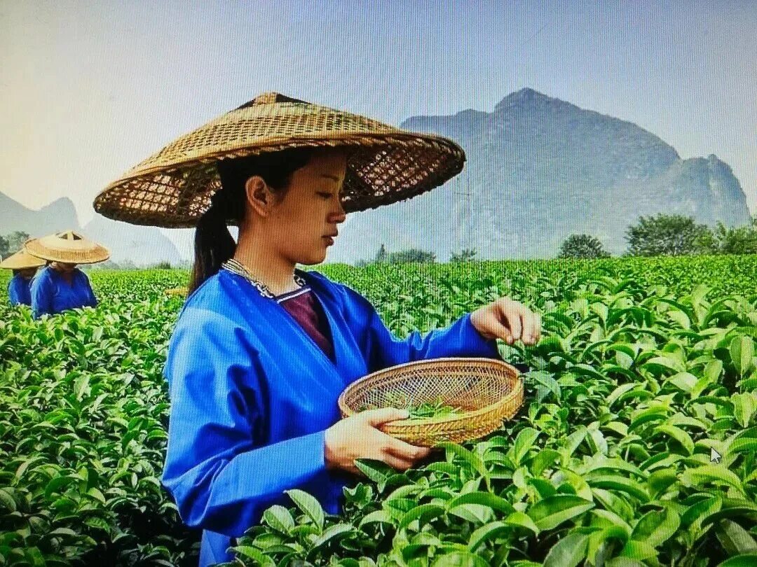 чай какая отрасль. чай какая отрасль. проект чай полезный напиток. виды чая и польза. китай родина чая.