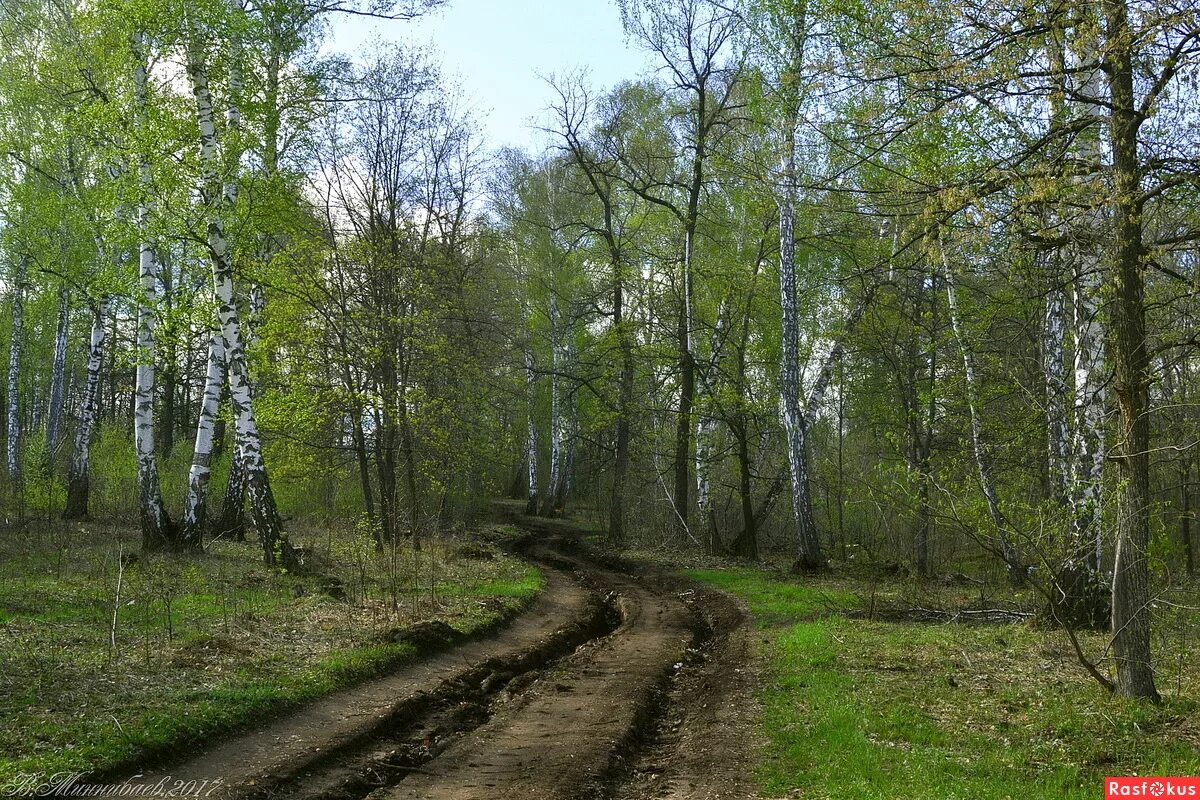 Дорога весной. Весенняя дорога в лесу. Дорога весной. Дорога в лесу. Дорога в лесу.