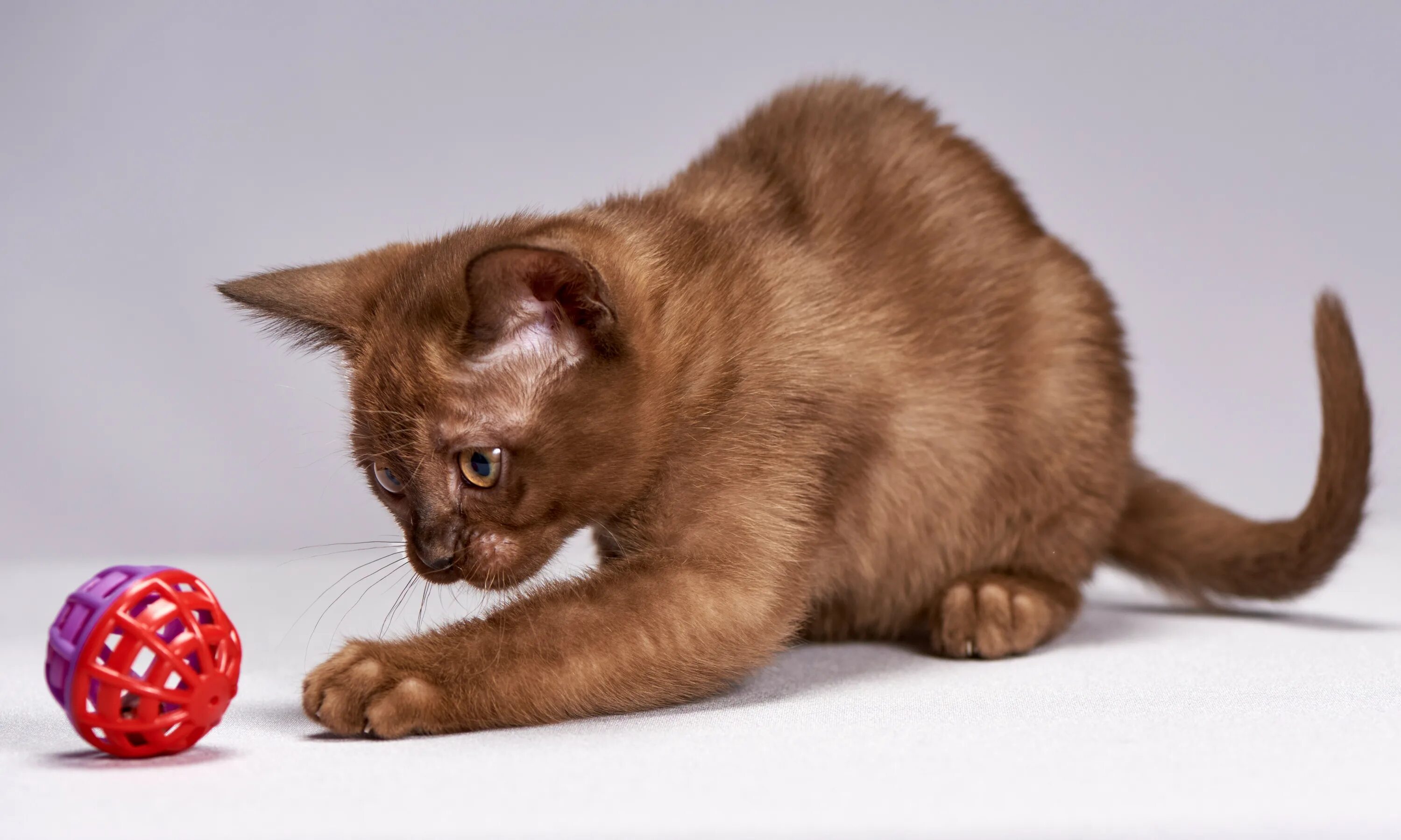 Картинки играющего котенка