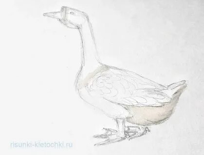 Гусь для срисовки легко