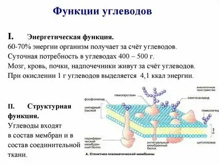 Транспортную функцию в организме выполняют молекулы