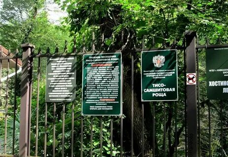 Самшитовая роща как добраться