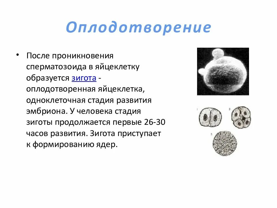 Зигота после оплодотворения. Сперматозоид, яйцеклетка, зигота, эмбрион. Оплодотворение: этапы развития эмбриона. Эмбрион зигота зигота. Яичник зигота