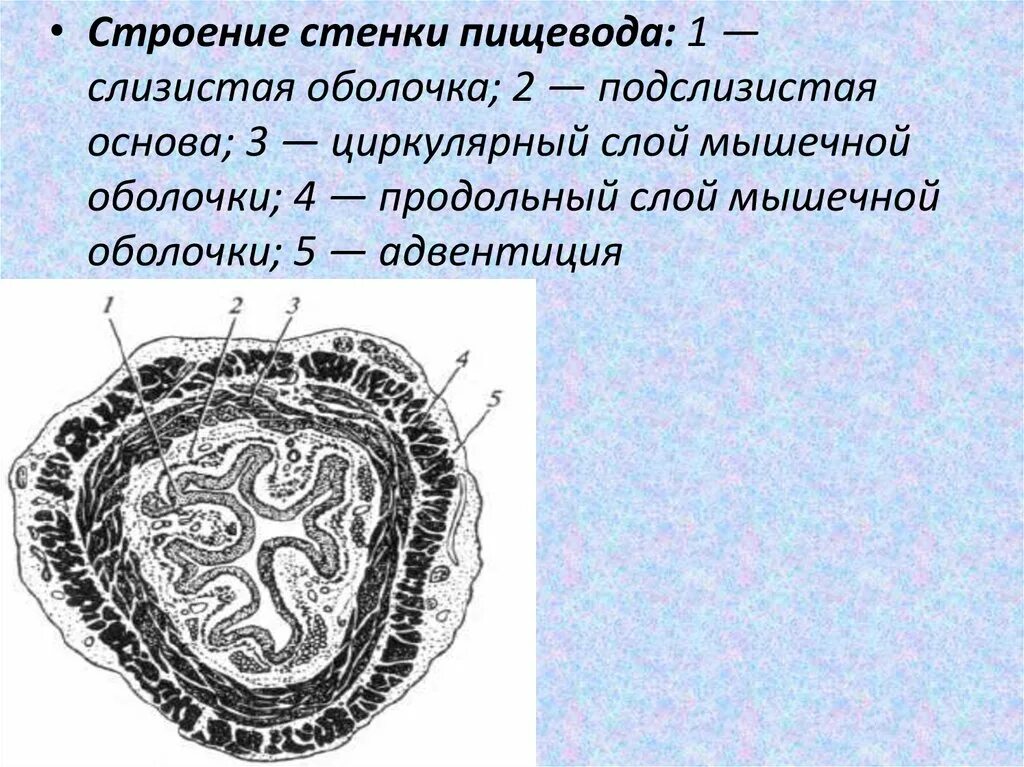 Пищевод складки слизистой. Поперечный срез пищевода. Поперечный срез стенки пищевода. Слои стенки пищевода анатомия. Структура стенки пищевода.