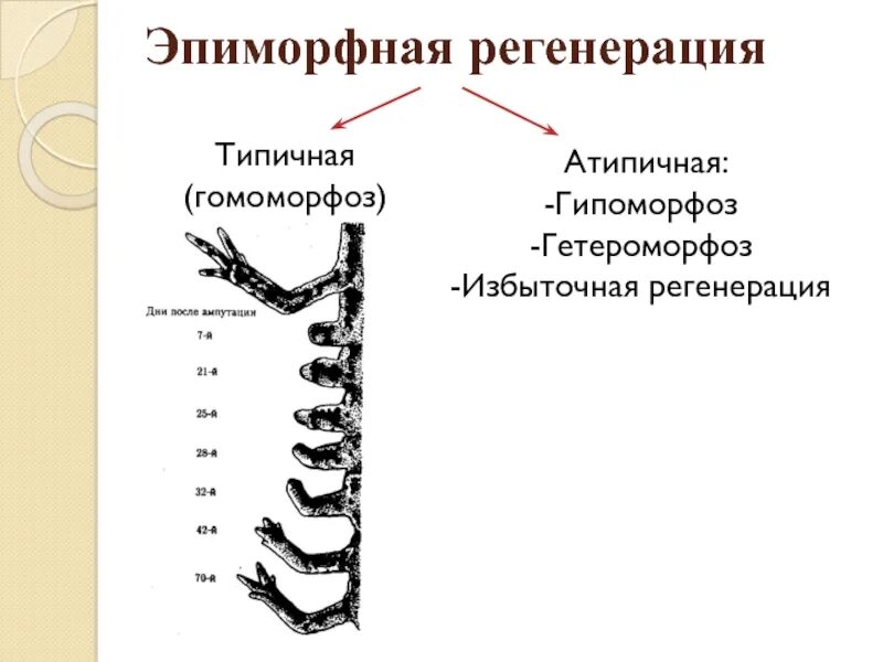 Гипоморфоз примеры. Гетероморфоз примеры. Таблица типы регенерации гомоморфоз гетероморфоз.