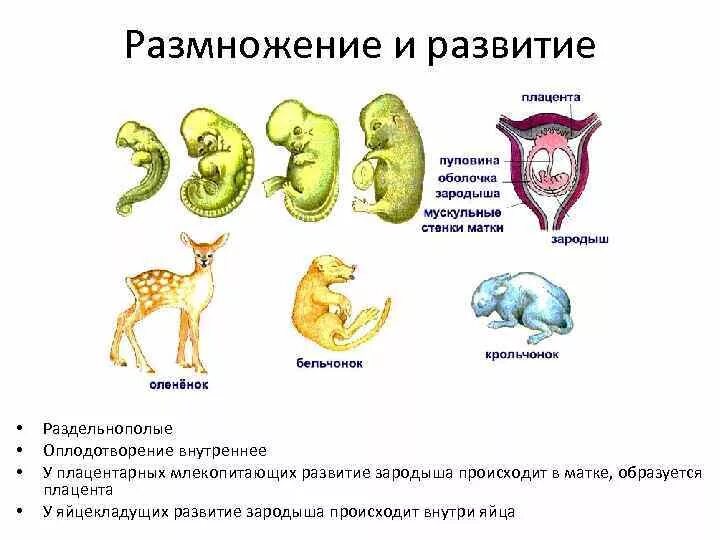 Развитие млекопитающих прямое или непрямое. Цикл развития млекопитающих схема. Схема развития зародыша млекопитающих. Схема строения матки и стадии развития зародыша у млекопитающих. Название стадий развития зародыша млекопитающих.