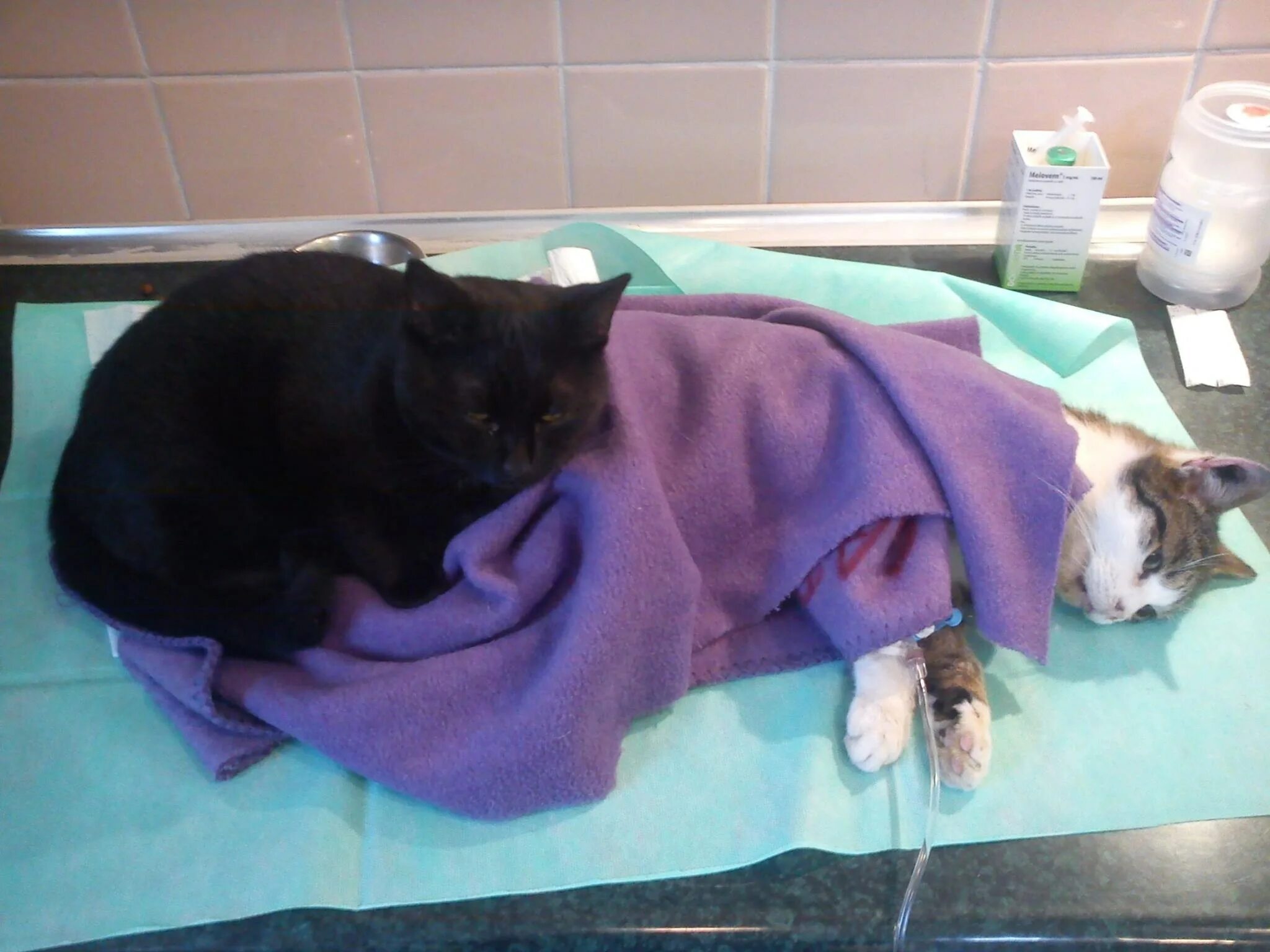 Кот-медбрат Радеменес. Кошка в ветеринарной клинике. Кот у ветеринара. Ветеринар с кошкой.