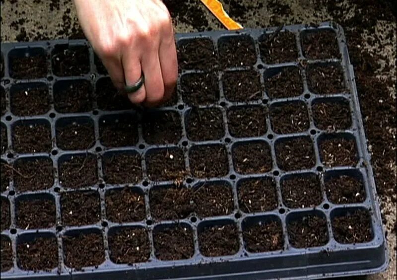 Можно ли сейчас посеять. Посев семян капусты. Кассеты для рассады. Посев семян в кассеты. Рассада капусты в кассетах.