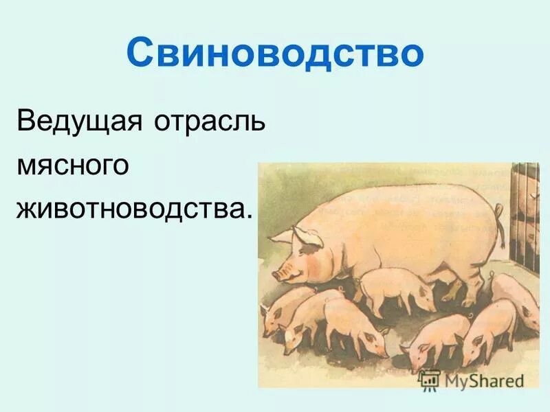 Свинья окружающий мир 3 класс. Презентация на тему скотоводство. Свиноводство отрасль животноводства. Животноводство презентация. Проект животноводство в нашем крае.