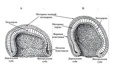 Эмбриональное развитие строение