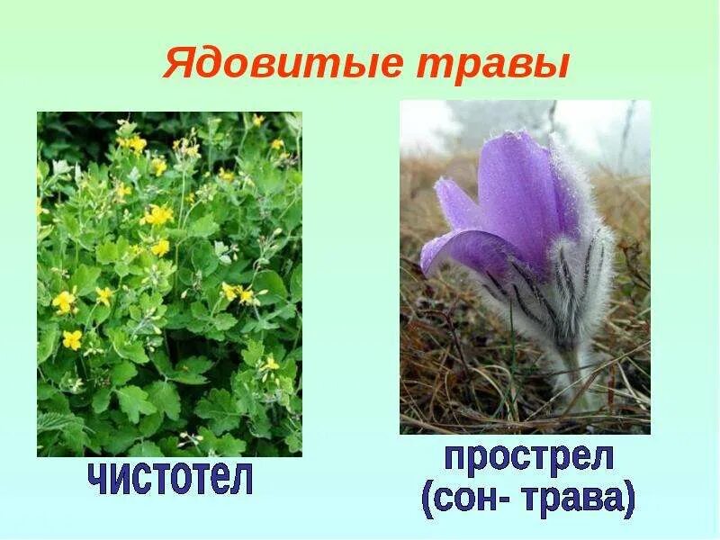 Ядовитые растения на лугу. Ядовитые растения. Лютик луговой. Ядовитые луговые цветы. Ядовитые луговые растения.