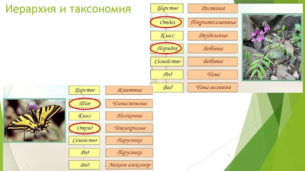 Систематика таксонов животных. Систематика порядок таксонов. Таксоны растений таблица. Таксоны к систематике царства животных.