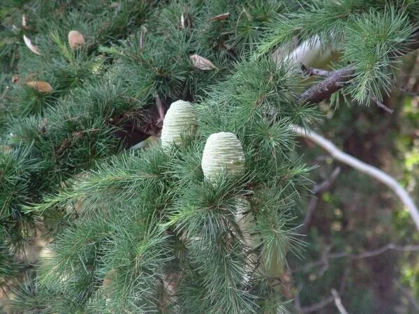 хвойные экзоты. ели крыма. ель фото для детей. ель в крыму. крымский хвойник.