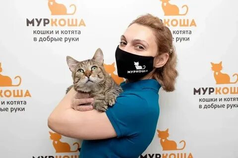 Сайт котиков