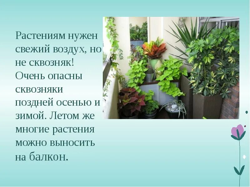 Мне нужен свежий воздух. Свежий воздух комнатные растения. Растениям нужен воздух. Какие комнатные растения можно выносить летом на балкон. Презентация к уроку на тему комнатные растение и уход за ними.