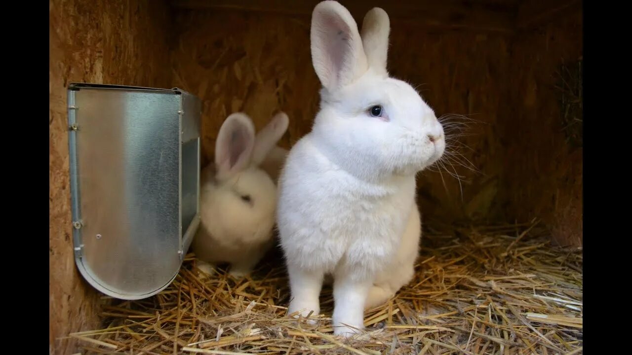 Включи видео кролики. Кролики бывают дрессированные. Митвиль кролики Брюховецкая. Люди, коні, кролики та домашні ролики.