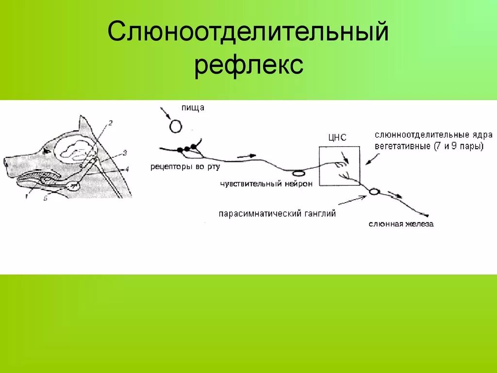 Формирование безусловного рефлекса. Схему дуги безусловного слюноотделительного рефлекса. Схема рефлекторная дуга условного рефлекса (слюноотделения). Вегетативная рефлекторная дуга слюноотделительного рефлекса. Рефлекс слюноотделения схема.