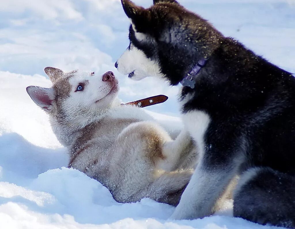чукотская лайка. сибирский хаски. аляскинский маламут рыжий. хаски любовь. хаски короткошерстные.