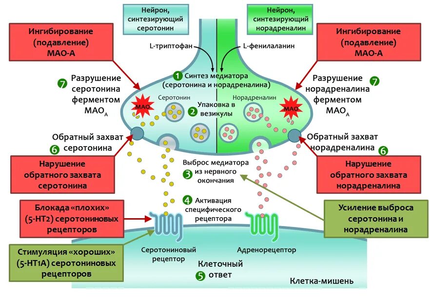 Механизм развития депрессии фармакология. Механизм действия серотониновых рецепторов. Механизм действия нейромедиаторов. Механизм действия антидепрессантов схема.