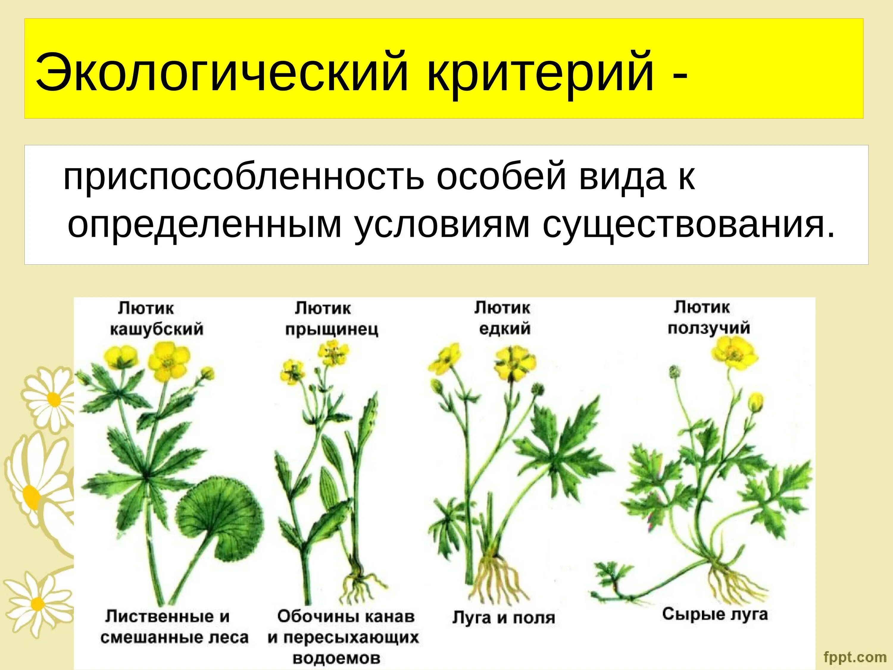 Экологический критерии ВИДАПРИМЕР. Экологический критерий это в биологии. Морфологический критерий не может быть единственным