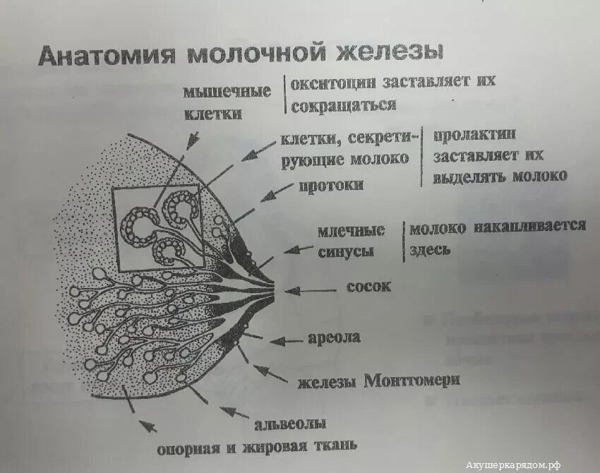 Как называют женскую железу. Молочная железа строение анатомия. Строение молочной железы анатомия. Строение молочных желез долек. Схема протоков молочной железы.