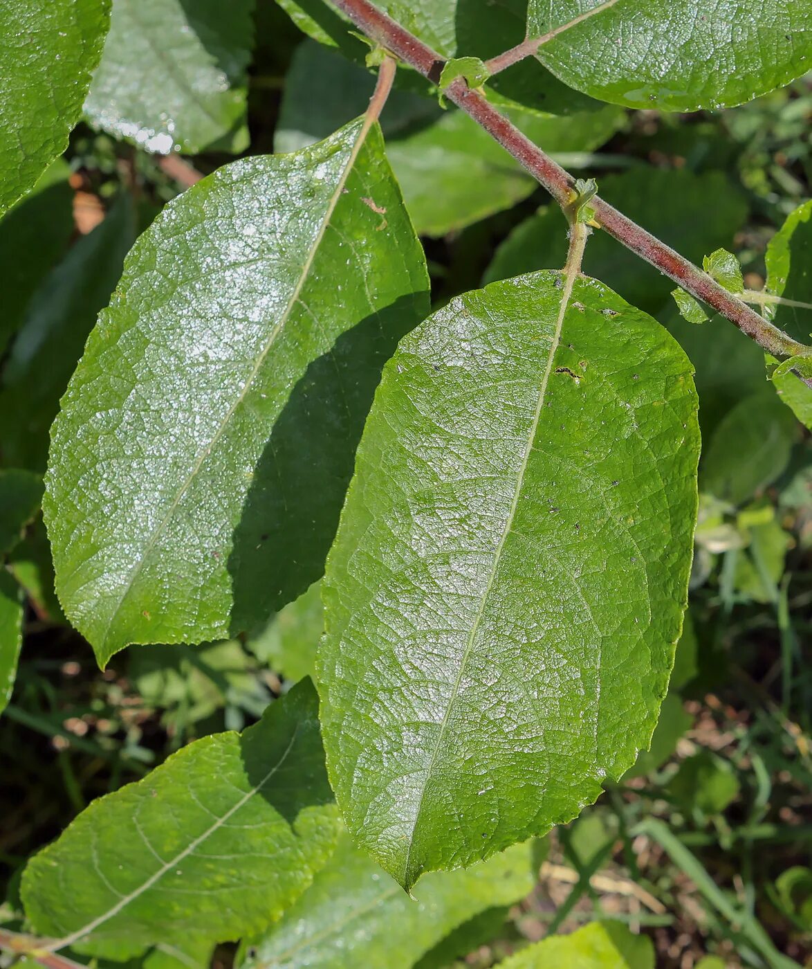 Бредина 6 букв. Ива Козья бредина. Ива бредина (Salix caprea). Ива Козья (бредина) – Salix caprea. Ива Козья бредина Ракита.