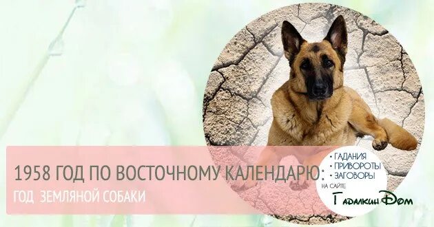 1958 по восточному календарю Какой год следует за годом Лошади