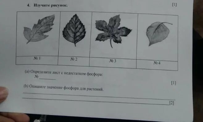 Недостаток фосфора на листьях. Недостаток фосфора у растений рисунок. Нарисовать растение с нехваткой фосфора. Изучите рисунки с растениями опишите лист растений.