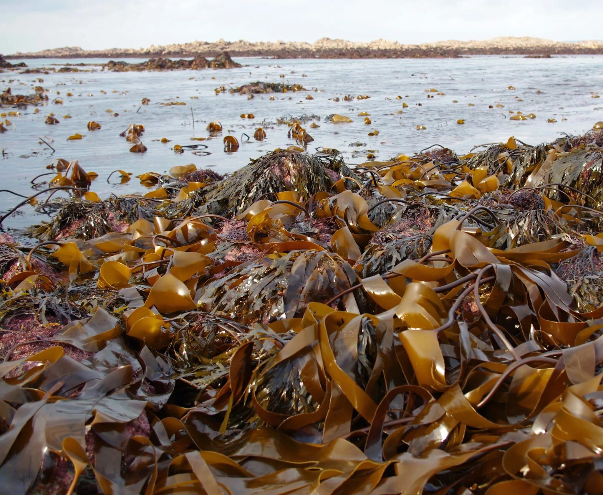 Бурые водоросли где. Ламинария японская (морская капуста) - Laminaria japonica. Бурые водоросли ламинария. Ламинария дигитата. Ламинария водоросли Охотское море.