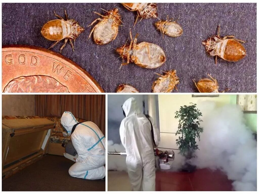 Уничтожение тараканов цена в москве