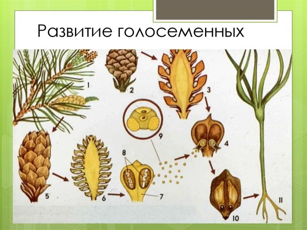 Женская и мужская шишка голосеменных. Готовые к опылению шишки. Опыление сосны обыкновенной. Пыльца шишки сосны обыкновенной. Опыление шишки сосны.