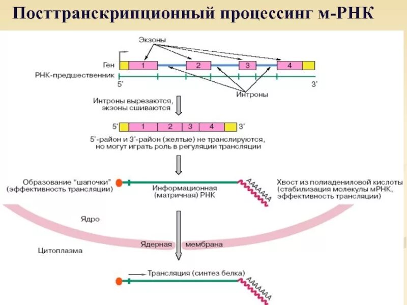 Синтез белка процессинг сплайсинг. Схема процессинга РНК. Процессинг пре-МРНК У эукариот. Посттранскрипционных процессов эукариот.