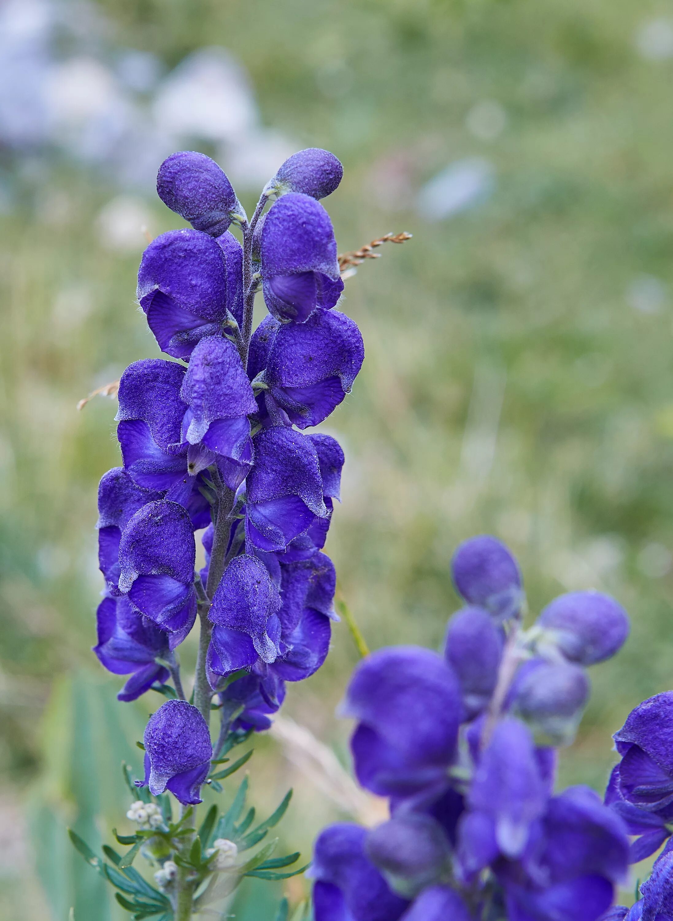 Синие ядовитые цветы. Аконит клобучковый. Аконит клобучковый Aconitum napellus. Аконит, борец клобучковый – Aconitum napellus. Аконит клобучковый (Aconitum napellus) видовой.