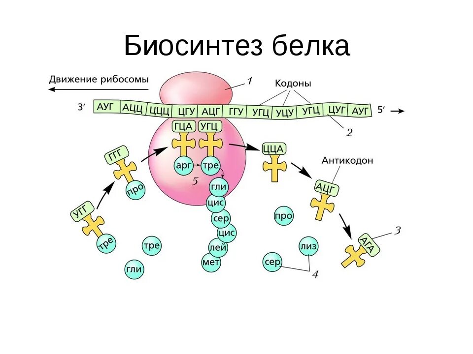 Направление синтеза белка. Схема биосинтеза белка ДНК. Трансляция Биосинтез белка схема. Биосинтез белка биология в схемах.