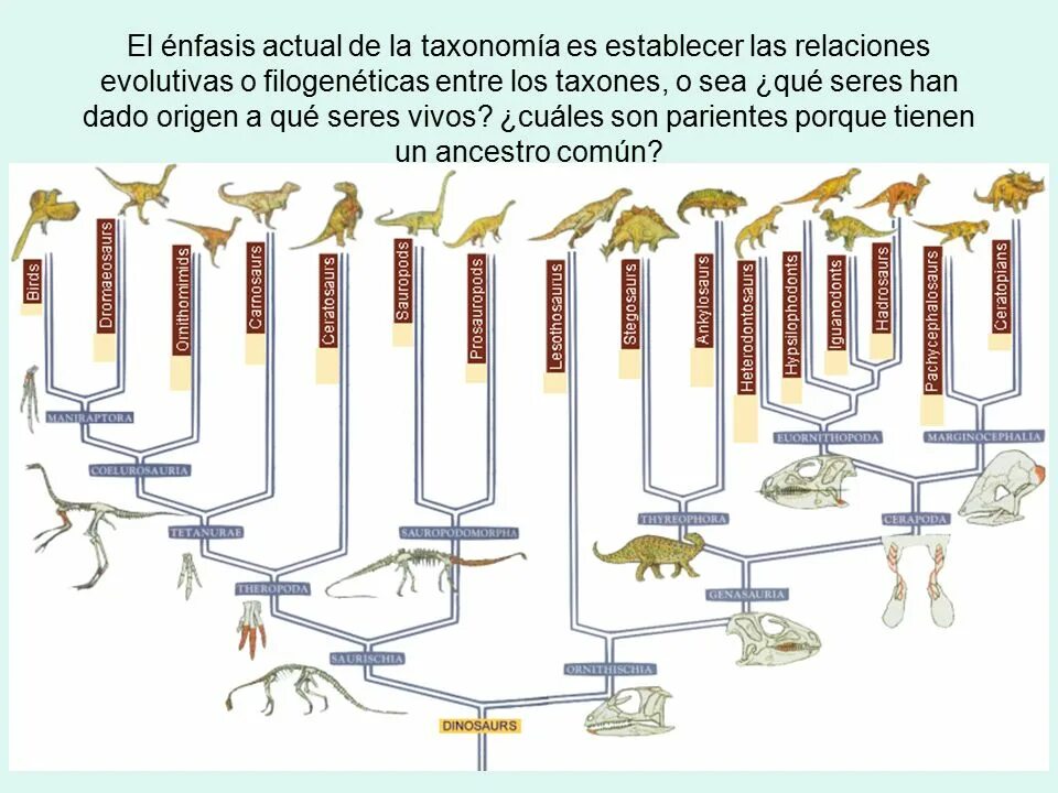 Как располагаются группы животных на родословном древе. Систематика динозавров схема. Эволюционное Древо динозавров. Эволюционное дерево динозавров. Дерево развития динозавров.
