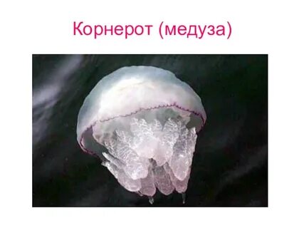 Медуза корнерот развитие с метаморфозом