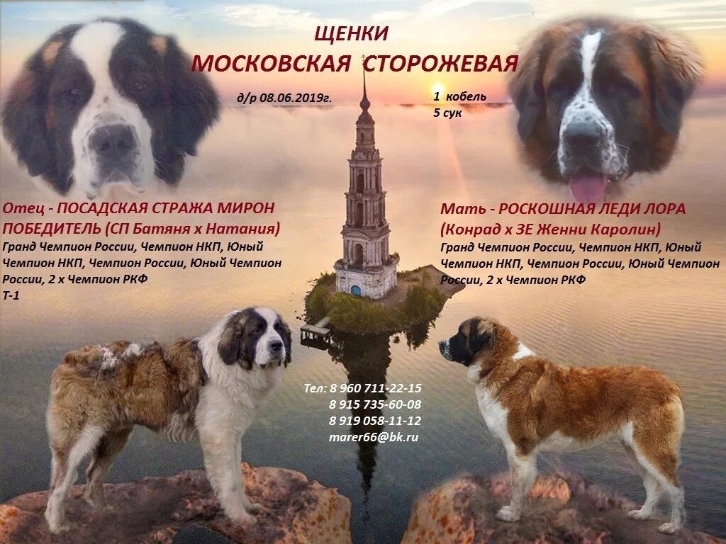 Московская сторожевая чемпион России. Родословная Московской сторожевой. Московская сторожевая собака РКФ. Московская сторожевая характер. Московский кличка