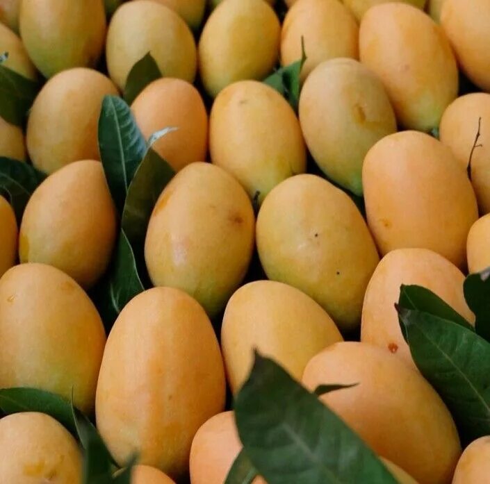 Гибрид плодовые. Гибрид манго. Фрукты гибриды. Гибрид груши и манго. Самые вкусные гибриды фруктов.