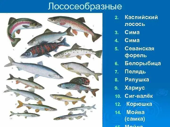 Лососевые промысловая рыба. Биология 7 класс отряд Лососеобразные. Классификация рыб отряд Лососеобразные. Отряд лососевых рыб. Лососевые рыбы список.