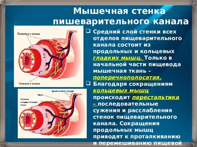 Волнообразные сокращения стенок кишечника. Волнообразные сокращения стенок кишечника