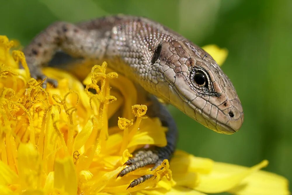 Ящерица прыткая (лат. Lacerta Agilis). Живородящая ящерица. Ящерица живородящая Урал. Живородящая ящерица (Zootoca vivipara).