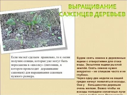 Почему семена необходимо высевать в рыхлую почву