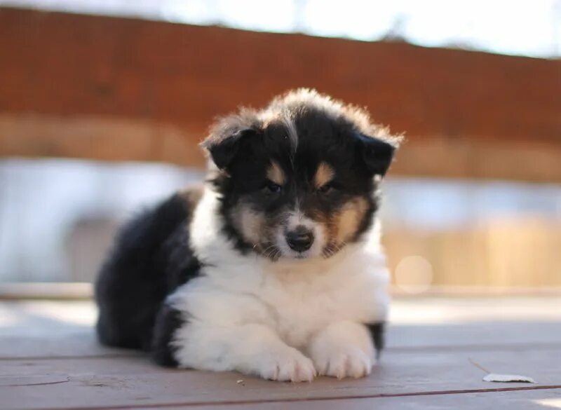 обои с собачками. второй щенок. золотистый ретривер. бордер колли кобель. второй щенок.